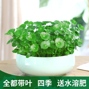 Copper Money Grass Hydroponic Plants Indoor Water-Raised Florals and Green Plants Money Grass Potted Plants Are Good for Office Use in All Seasons to Feed Potted Plants