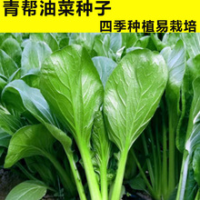 Ͳ˷NӷN๣ļ˷N̨rҲˈ@߲˷N