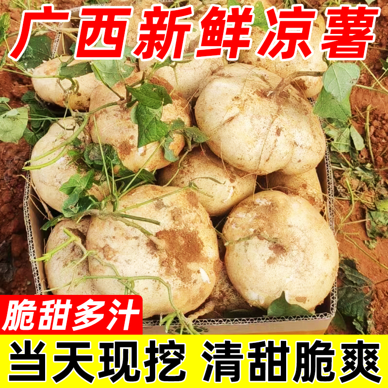 广西新鲜凉薯挖白心地瓜水果沙葛挖豆薯番薯农家特产时令蔬菜