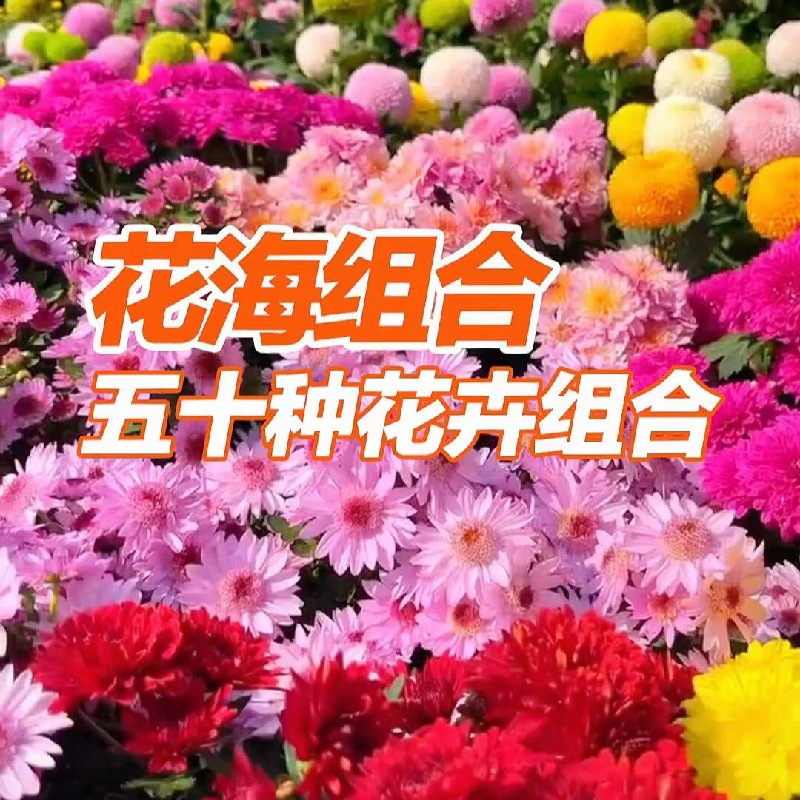 野花组合四季开花播种多年生矮生花种籽子格桑花籽室内外易活庭院