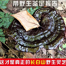 |LɽֱlҰ`֥؛ɽϳ֥ݾȻƷ250g