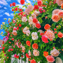 õ廨Nļ_Իֲ҃rNױͥԺ̨