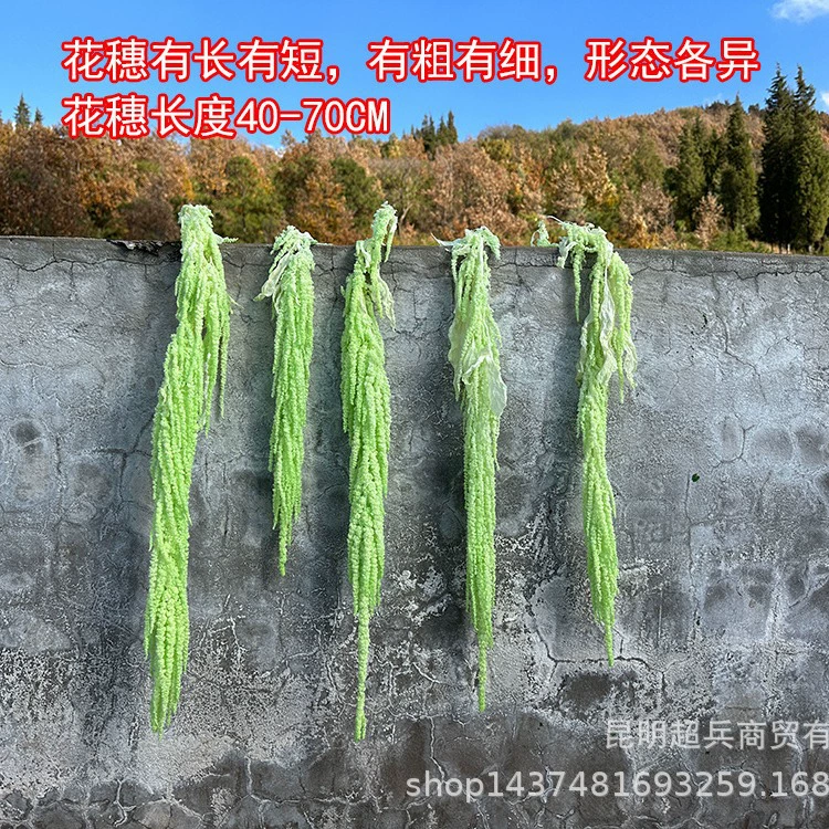 [Вечная жизнь висячая Mi] Красная millet висячие засухи цветы постоянной жизни цветы висячие рисовая любовь слезы мягкий шелк свадебный цветок искусство мягкий наряд