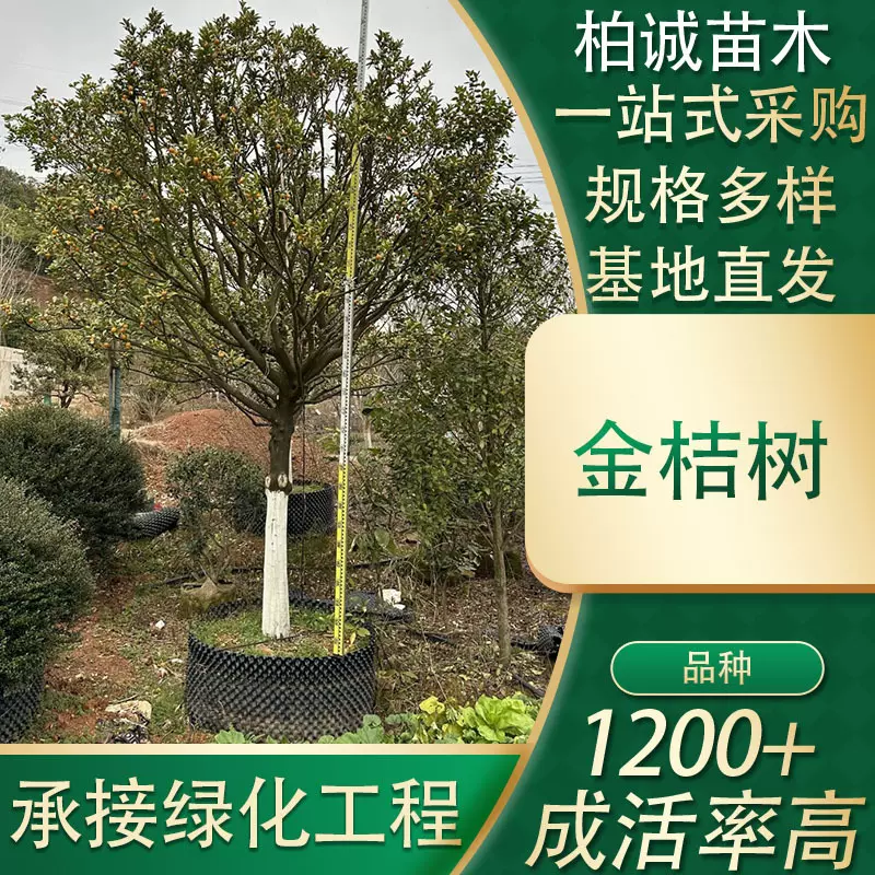 基地直发庭院栽种食用脆皮金桔树地载盆栽当年结果种植树苗乔木
