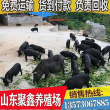 藏香猪多少钱只 山东厂家长期批发良种藏香猪 包运输 苏太猪供应