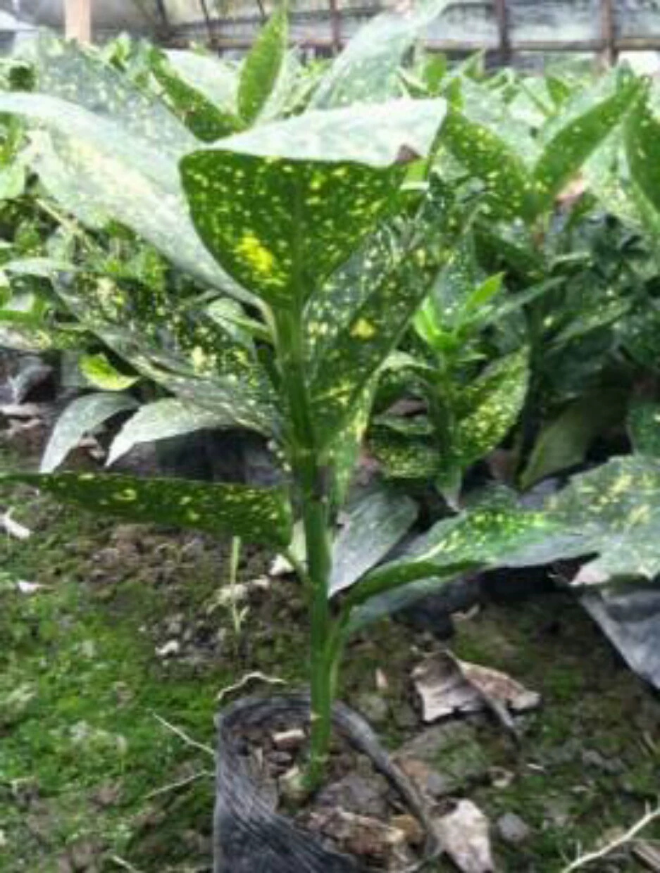 Персиковый лист Коралловые фермеры Прямые продажи Персиковый лист Coral Golden Coral Проект Озеленение Большая оптовая цена Отлично