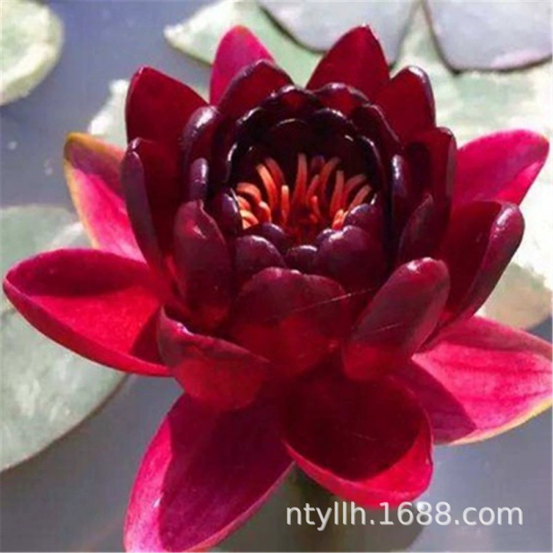 Большой цветок Водяные лилии корневой блок гидропонное растение четыре сезона лотос в горшке водный цветочный пруд балкон Водяные лилии рассада цветов с бутонами