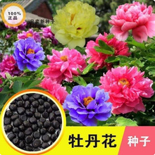 牡丹种子芍药种子 四季重瓣牡丹花种子盆栽花卉室内易种活