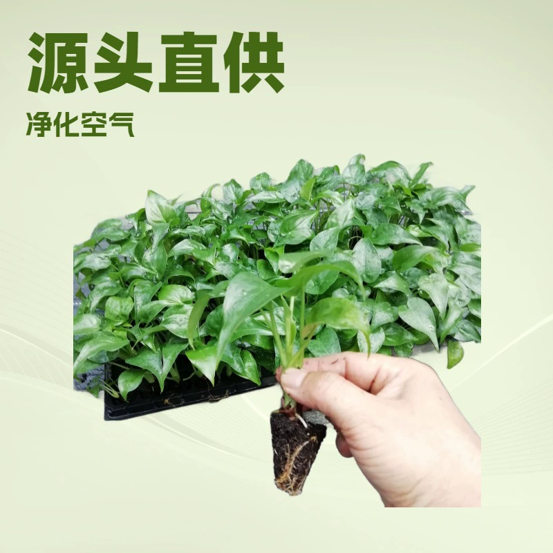 Прямые поставки от производителя: очищающие воздух зеленые растения, лилия-гипсофила, алоакация, источник ландшафтных цветов, рассада из тканевых культур оптом