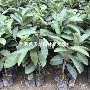 Taiwan Guava Seedlings, Four-Season Fruit Red Heart Ruby Guava Saplings, Watermelon Guava Seedlings, Grafted Fruit Saplings