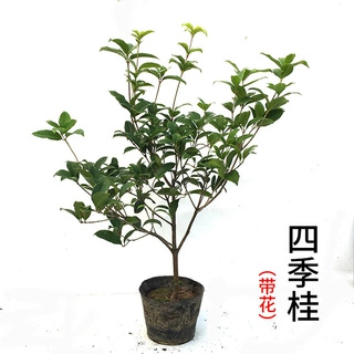 现挖发货四季桂小苗耐寒八月桂金桂花盆栽庭院四季桂开花盆栽树苗