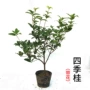 开花金桂花耐寒盆栽树苗