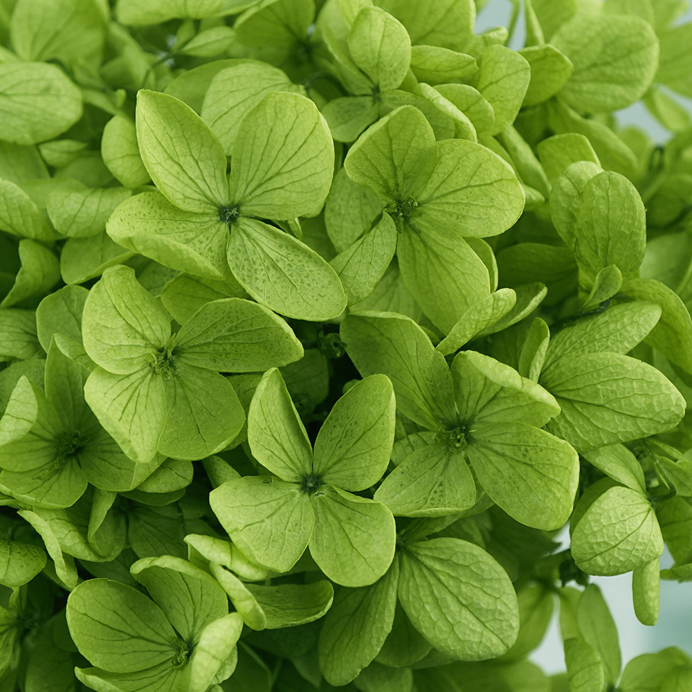 Verde oliva-100g/caja