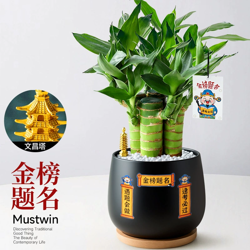 Золотой список для вступительных экзаменов в колледж. Название: Вэнчанский бамбук. Маленькое горшечное растение. Шаг за шагом. Бамбук для процветания. Внутренние настольные зеленые растения и цветы легко ухаживать в любое время года.