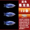 Lan Manlong 6-8cm 12 pieces