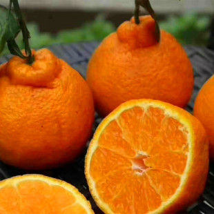 �ҰҸ����ؑc��Ҋ ������ľ���l��ُ�r��DƬ�޽Ӄ��|��Ҋ����