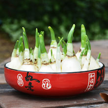 国产漳州大球水仙花水培懒人易种春节必备浓香型室内桌面漳州绿植