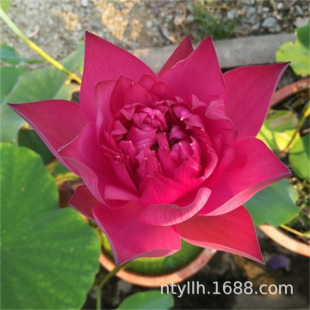 ɏNźoѿСͻˮֲļ҃Ⱥɻ˯ɏ_