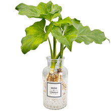 �����҃ȾGֲ���Ի���ˮ�����B�����՚��k��������ˮ��ֲ�ﴺ����