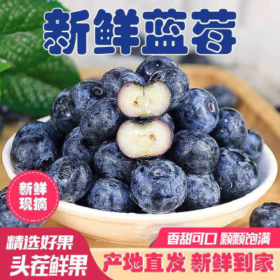 Orchard goods in stock fresh Blueberry Fresh fruit Season fresh Blueberry Complementary food fruit