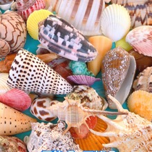 天然贝壳海螺海星鱼缸造景手工diy打孔漂流瓶装饰 卷贝鱼寄居蟹壳