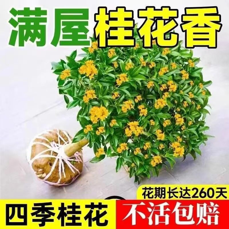 绿植月正宗好养室内外月四季浓香型可食用四季桂花盆栽桂花树