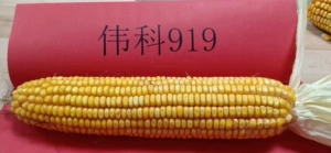 Оптовая кукуруза семян Weike 919 зерновые сельскохозяйственные семена кукуруза Оптовая скидка объема