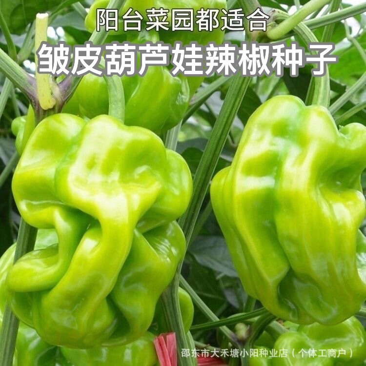 Spicy Wrinkled Gourd Pepper Seeds, Early-Maturing Tubular Wrinkled Pepper Seeds, Wrinkled Lantern Pepper Seeds