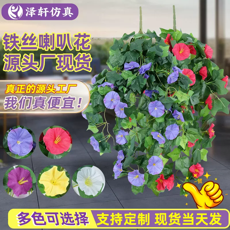 大花牵牛花爬藤垂吊阳台庭院栅栏篱笆家居千牛花装饰缠绕喇叭花