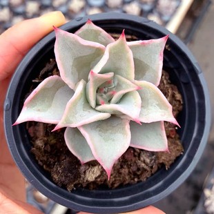 ֲײͺM҃СԾƷ¶wBܾGֲ