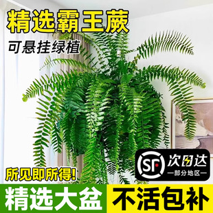 ����ާ���Դ����L���~�����Iާ�͏d�҃����ֲ�˹�Dާ��컨��Gֲ