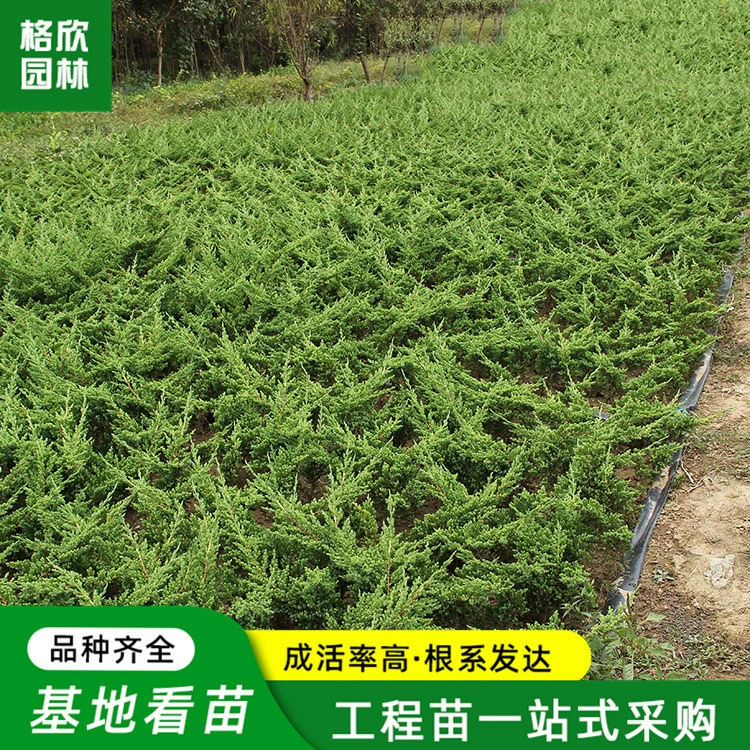 Мощение кипариса рассада база оптом парк проект озеленение питомника двор вечнозеленый кустарник легкое Выживание Sandy Cypress