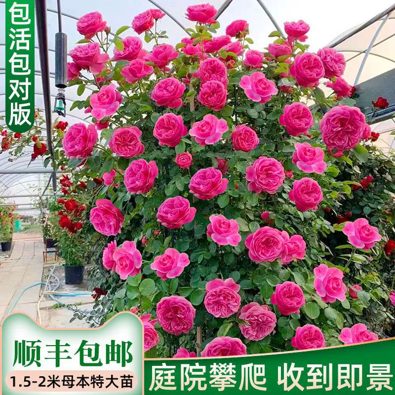 Ротанговая Роза рассада Четыре сезона Сильный ароматный четыре сезона вьющиеся растения цветы в горшке балкон Роза