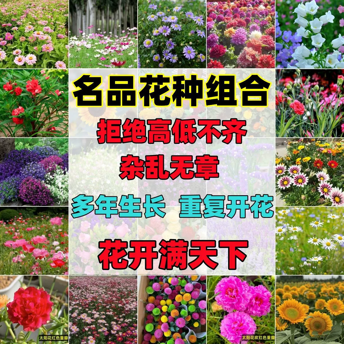 Известный клуб цветов сочетание семян дикий цветок сочетание цветочных семян Gesang цветок семян посев в четыре сезона легко пережить цветение