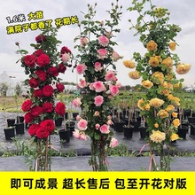 1米6大苗薔薇花苗藤本月季花爬藤植物四季開花卉盆栽玫瑰陽台種植