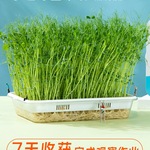水培芽苗菜种植盆无土栽培豆芽育苗盘豌豆苗种子儿童水培观察盒