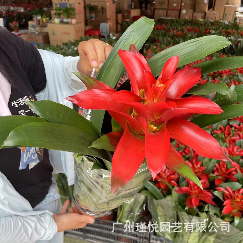 Customized Lucky Head Potted Flat-Headed Red Belt Flower Indoor Florals and Green Plants Amaryllis New Year's Eve Flower Pineapple Living Room Customized Lucky Head Potted Flat-Headed Red Belt Flower Indoor Florals and Green Plants Amaryllis New Year's Eve Flower Pineapple Living Room