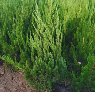 һ�����lֲ�九�������ؘ�Ȱ�����䁵ذش���С�繤a�̾G��ֲ��