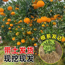 ��Ҋ��ҰҸ̘���޽ӹ���������Ә��紺Ҋ���θ̘��紺Ҋ����