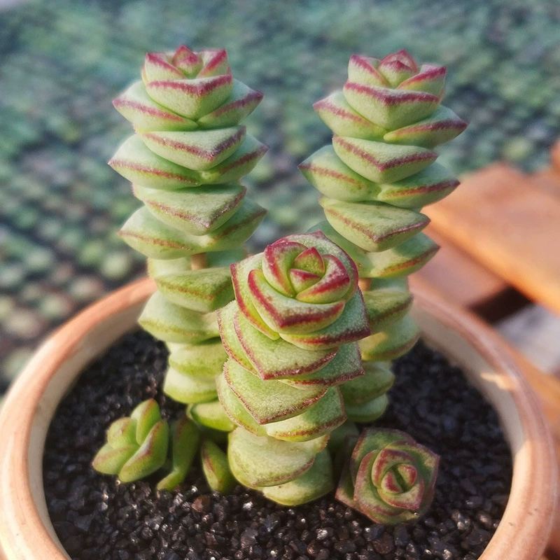 Мясистые растения денежная нить в горшке сад декоративная нить деньги король звезда B-Girl в горшке зеленое растение цветок комбинация цветов в горшке