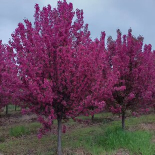 ���l���Ę䱱������������ľ�k�������������ą����N������