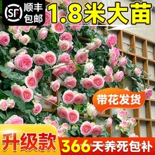 1米8母系大苗薔薇花苗爬藤植物樹牆微藤本月季四季開花卉盆栽玫瑰