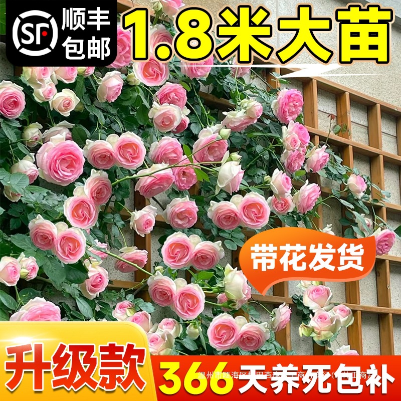 1米8母系大苗蔷薇花苗爬藤植物树墙微藤本月季四季开花卉盆栽玫瑰