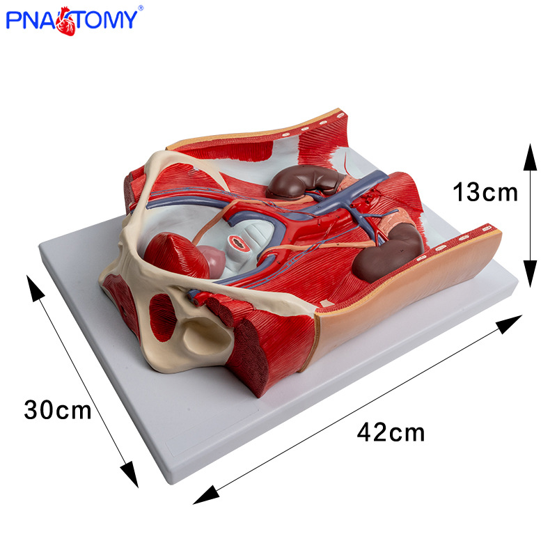 Removable men's genitals, physiological mold, urogenital system, teaching aids, organs, anatomy