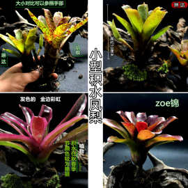 积水凤梨琳达五彩凤梨雨林缸水陆生态水草爬虫缸造景常用植物