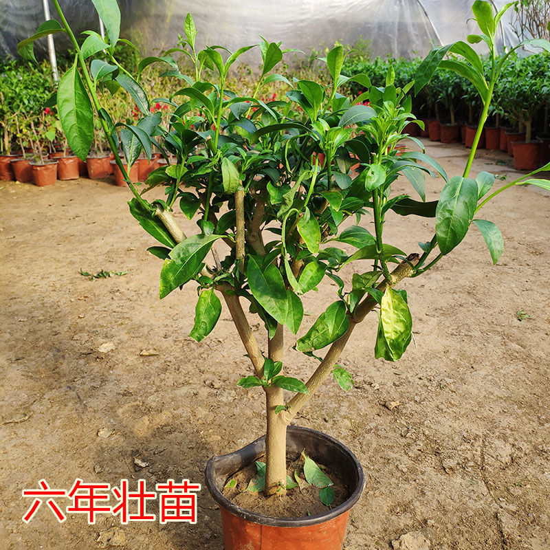 6년생의 강한 묘목은 가지가 여러 개 가지로 갈라져 같은 해에 꽃을 피웁니다.