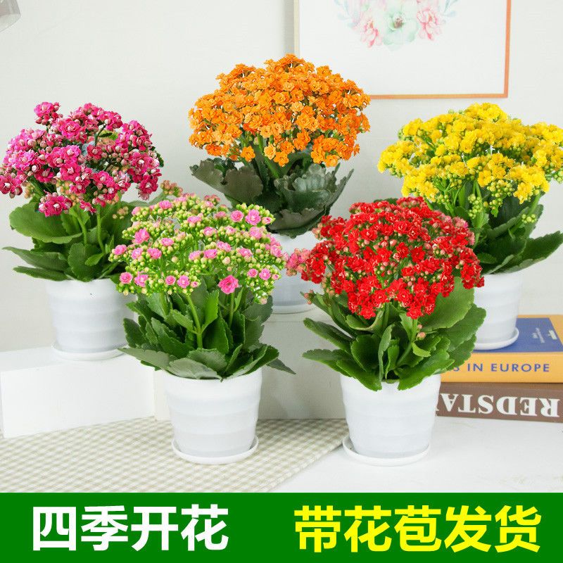 【四季开花】长寿花盆栽花卉重瓣大花植物室内绿植带花苞发货