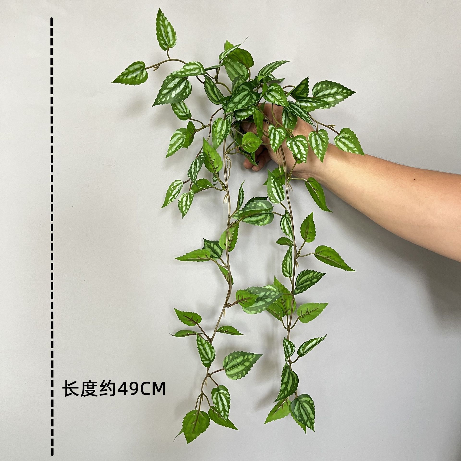 冷水葉