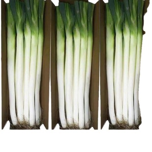 ���ЙC�J�C�� ���]ɽ�|���[�F�U���r���[��ë�[3��F���߲�ȥ���{