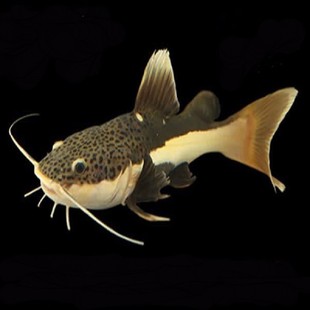 ؈�~�繷���L�tβ؈�׌��T�~����Ꭷ�^�p�~�������~���~